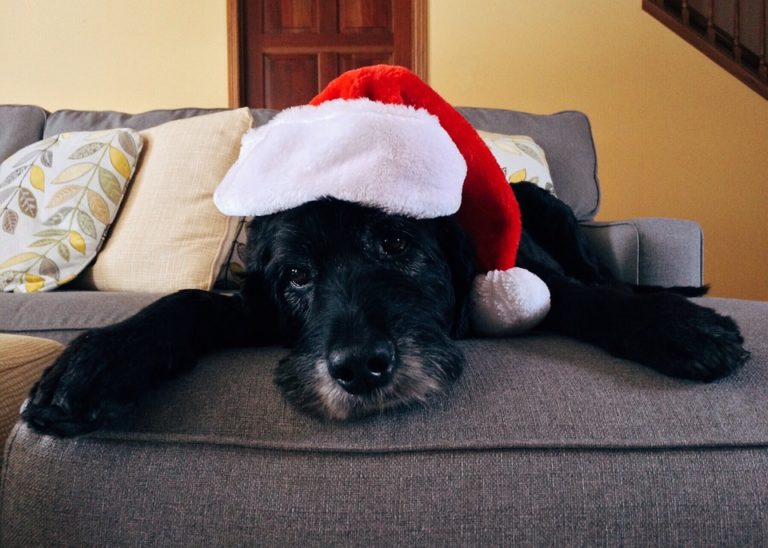 Consejos para cuidar a tu mascota en las fiestas decembrinas