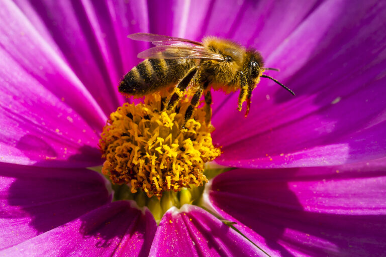 Comunidades mayas llaman a tomar conciencia sobre la importancia de las abejas