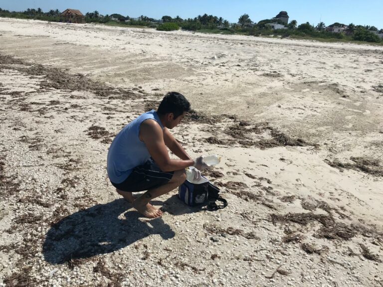 Progreso, cada vez más cerca de tener playas “Blue Flag”
