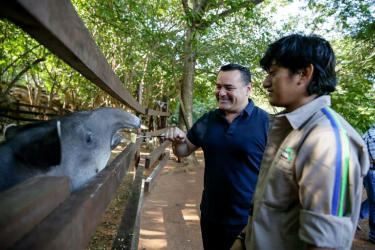 MÉRIDA: El alcalde Renán Barrera supervisa las acciones de cuidado y conservación que se brinda a las especies en Animaya