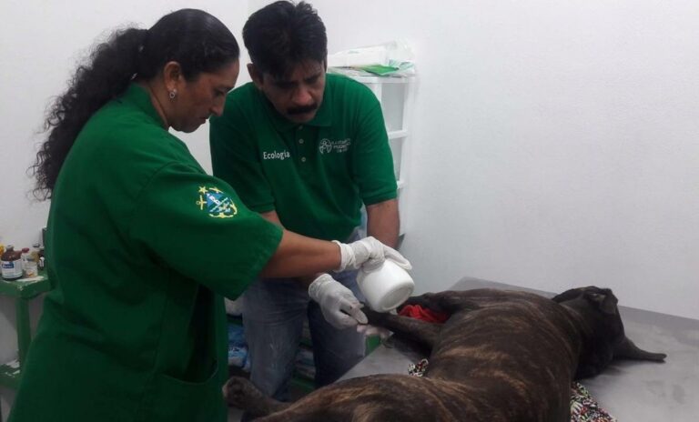 Ayuntamiento de Progreso promueve la adopción y servicios veterinarios gratuitos