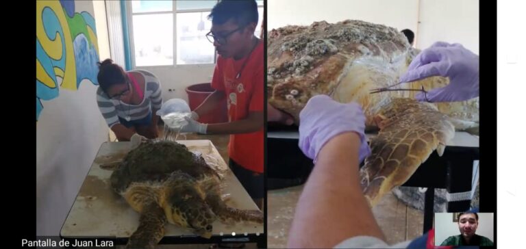 PROGRESO: Hacen un llamado a la población a respetar la zona de anidación de las tortugas asimismo a conocer más sobre estos reptiles y preservar su hábitat