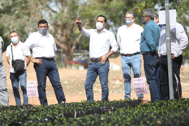 GOBIERNO: Supervisa el Gobernador Mauricio Vila Dosal producción de plantas para el programa Sembrando Vida