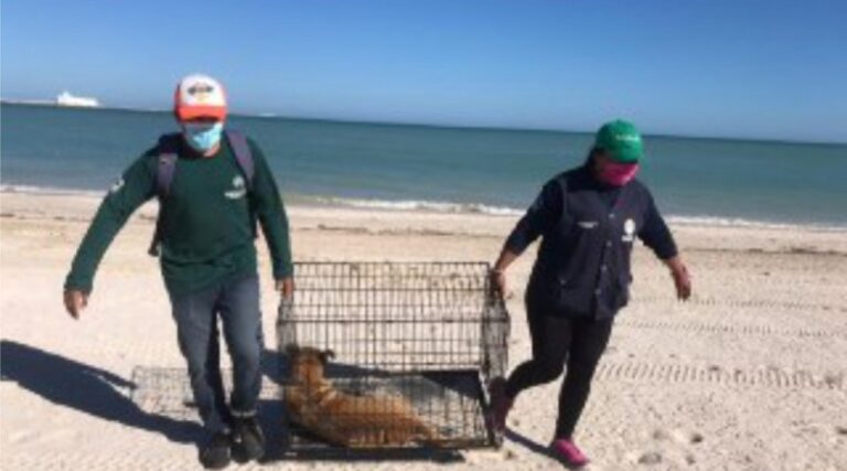 PROGRESO: La subdirección de Ecología y “No más perritos” continúan con la esterilización de perros ubicados en el malecón de Progreso