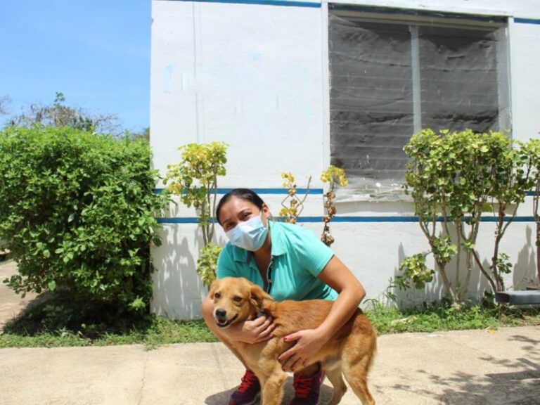 MÉRIDA: El Ayuntamiento de Mérida a favor del bienestar animal