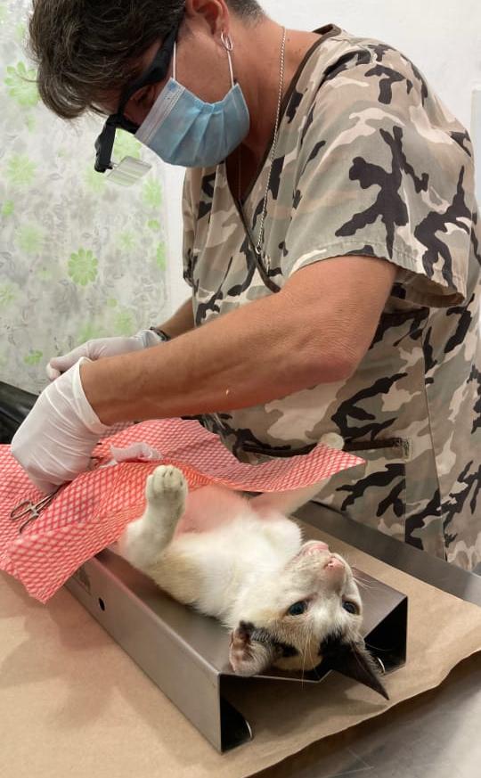 Esterilización (1)