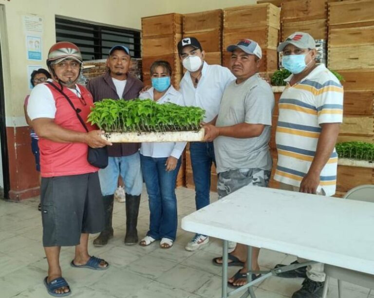 GOBIERNO | Continúa el Gobierno del Estado con la distribución de 45,000 plantas de chile habanero