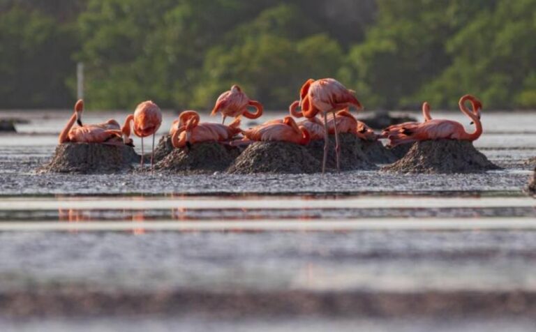 GOBIERNO | La Costa Norte de Yucatán recibe a miles de flamencos para su temporada de anidación