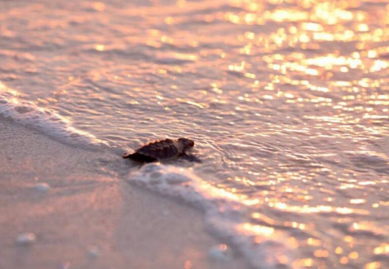 GOBIERNO | A través del cuidado y protección de especies marinas, el Gobierno del Estado fomenta la cultura sustentable en Yucatán