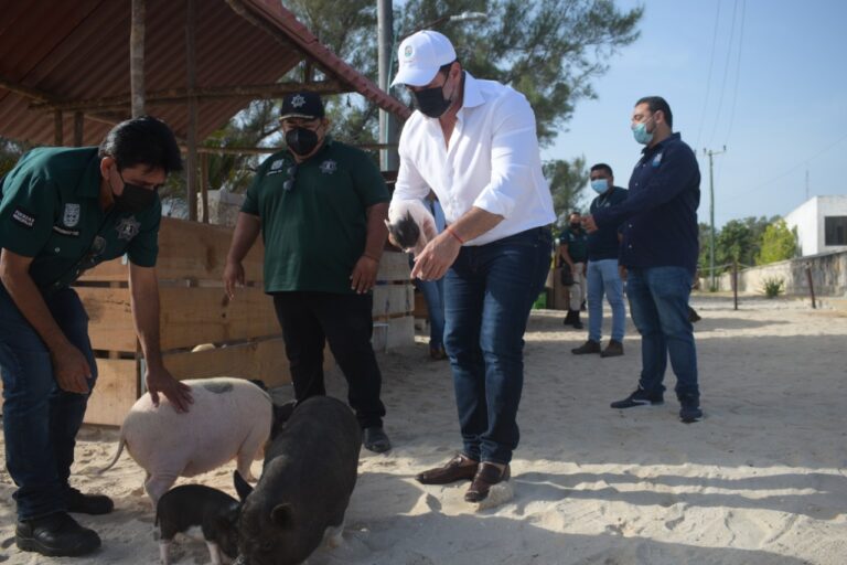 PROGRESO | LA DIRECCIÓN DE SERVICIOS PÚBLICOS Y ECOLOGÍA Y POLICÍA ECOLÓGICA REALIZAN TRABAJOS DE MANTENIMIENTO EN LA PIG BEACH.