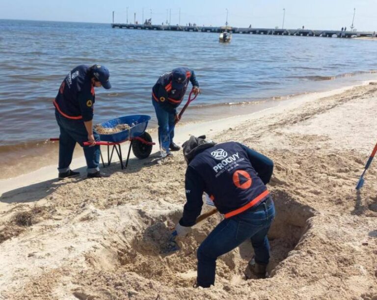 GOBIERNO |  Continúa monitoreo de marea roja en Yucatán