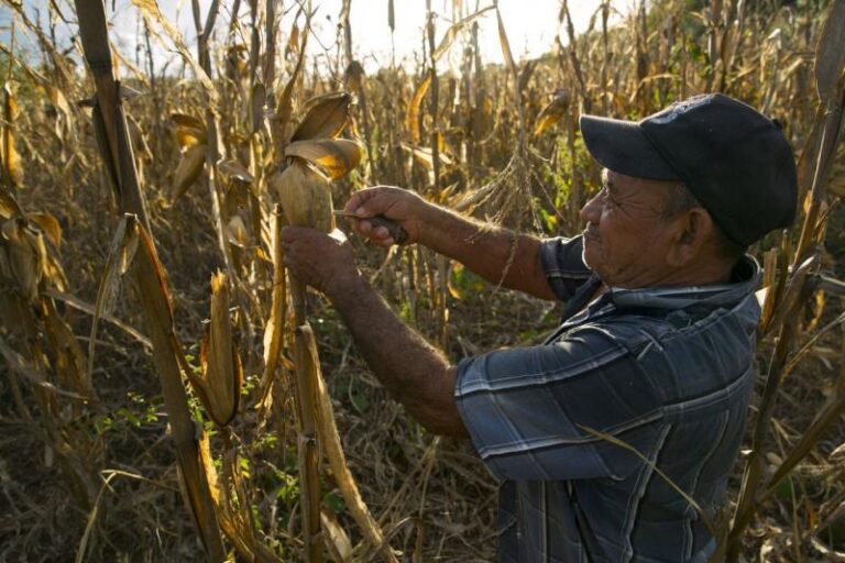 GOBIERNO | Milpa maya recibe reconocimiento internacional como Patrimonio Agrícola