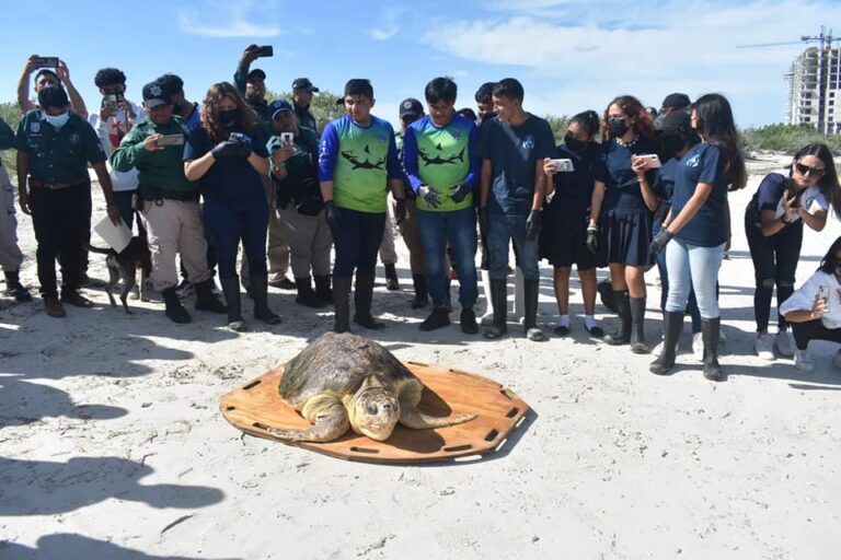 PROGRESO | Policía Ecológica de Progreso y Cetmar 17 liberan tortuga caguama, tras ser atendida y rehabilitada