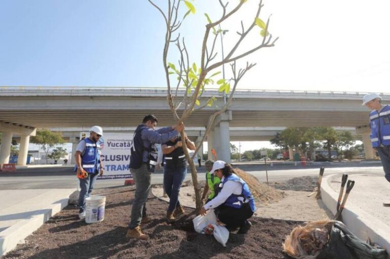 GOBIERNO | Continúan acciones de arborización para impulsar un Yucatán más verde y sustentable