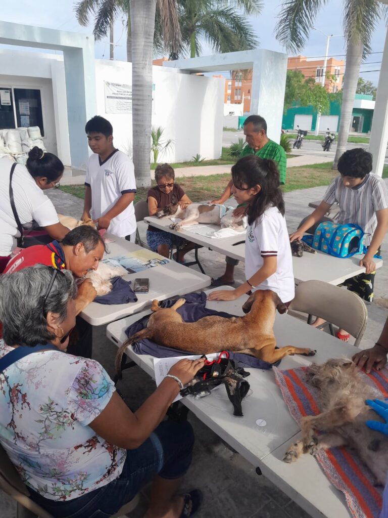 PROGRESO | LA SUBDIRECCIÓN DE ECOLOGÍA HA REALIZADO MÁS DE 1,500 ESTERILIZACIONES EN PROGRESO