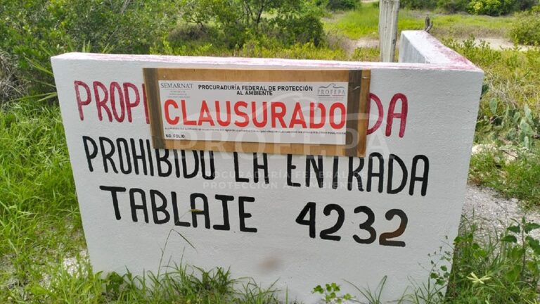 YUCATÁN | ¡Escándalo en Dzilam de Bravo! 🚨 – Inmobiliarios dañan duna costera y crean su propia calle… ¡sin permisos!