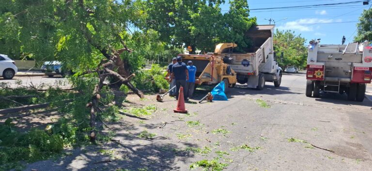 #Mérida | Atiende Servicios Públicos reporte de ramas caídas frente al mercado de la Alemán